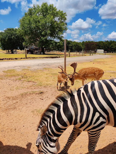 Franklin Drive Thru Safari